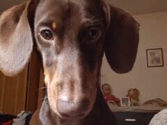 Teckel ciocolatiu cu par scurt, mascul, 2 ani