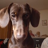 Teckel ciocolatiu cu par scurt, mascul, 2 ani